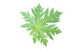 Foto: Papaya Leaf Papaya Leaf