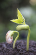 Sprout in the forest.