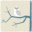 Snowy white owl