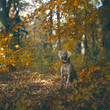 Foto: Weimaraner Weimaraner