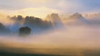 Autumn Mist, trees are wet, damp fog of forest