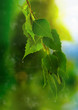 Photo: leaves of birch and sunny day leaves of birch and sunny day