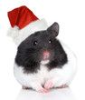 Hamster in Christmas hat on a white background