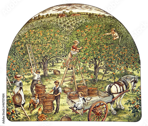 Photo: apple tree apple tree