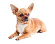 red chihuahua dog isolated on white background