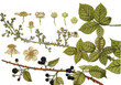 Color illustration of flowers in watercolor paintings