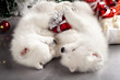 Japanese white spitz and New Year gift