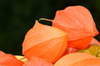 Physalis
