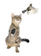 Titmouse and cat