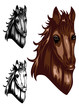 horse color dwa