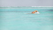 Video: Training the natural way Training the natural way