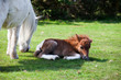 The young pony in New Forest National Park in England