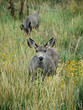 Foto: Hirsch in der Wiese Hirsch in der Wiese