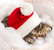 cat sleeping on christmas