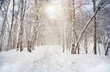 Photo: Winter birchwood Winter birchwood