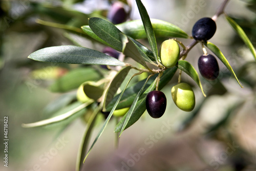 Photo: olives olives