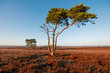 New Forest.