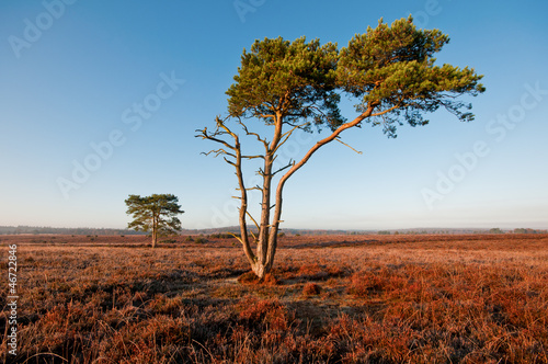 Photo: New Forest. New Forest.