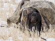 Hunting Dog in a Blind