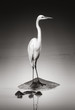 Great white egret on Hippo