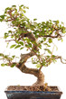 bonsai tree