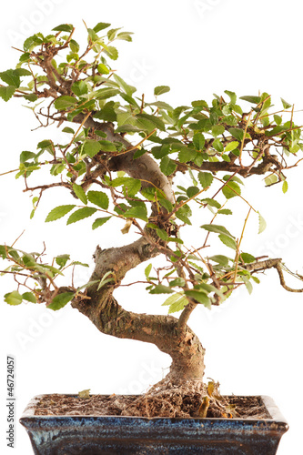 Photo: bonsai tree bonsai tree
