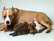 dog mom