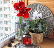 Hippeastrum and cyclamen flowers on a window. Advend