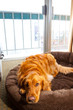 Photo: Golden Retriever on Bed Golden Retriever on Bed