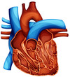 human heart