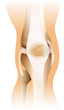 Human knee