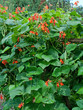 Feuerbohnen - Phaseolus coccineus