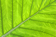 Photo: Tropical leaf green background Tropical leaf green background