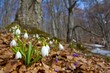 spring snowdrops in a forest