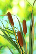 reeds on green background