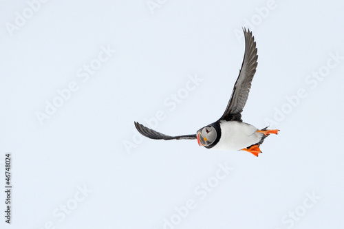 Photo: Atlantic Puffin flying. Atlantic Puffin flying.