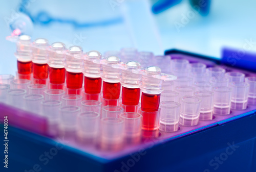 Photo: Tubes for amplification of DNA Tubes for amplification of DNA