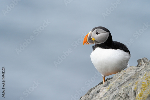 Photo: Atlantic Puffin on cliff Atlantic Puffin on cliff