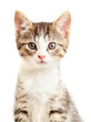 Kitten