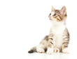 Kitten