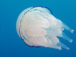 Lungenqualle (Rhizostoma pulmo)