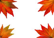Bunte Herbstblätter
