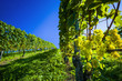 Weintrtauben am Rebstock im Weingarten