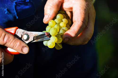 Photo: Winzer bei Weinlese im Weingarten Winzer bei Weinlese im Weingarten