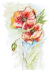 Poppies  red summer lonely  flowers