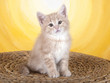 Süßes Katzenbaby
