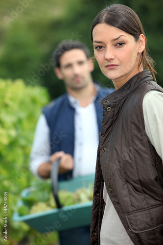 Photo: Couple picking grapes off vine Couple picking grapes off vine