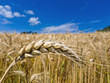 Gerste auf einem Feld