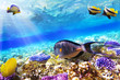 Coral and Fish-surgeon  in the Red Sea. Egypt, Africa .