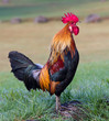 Rooster